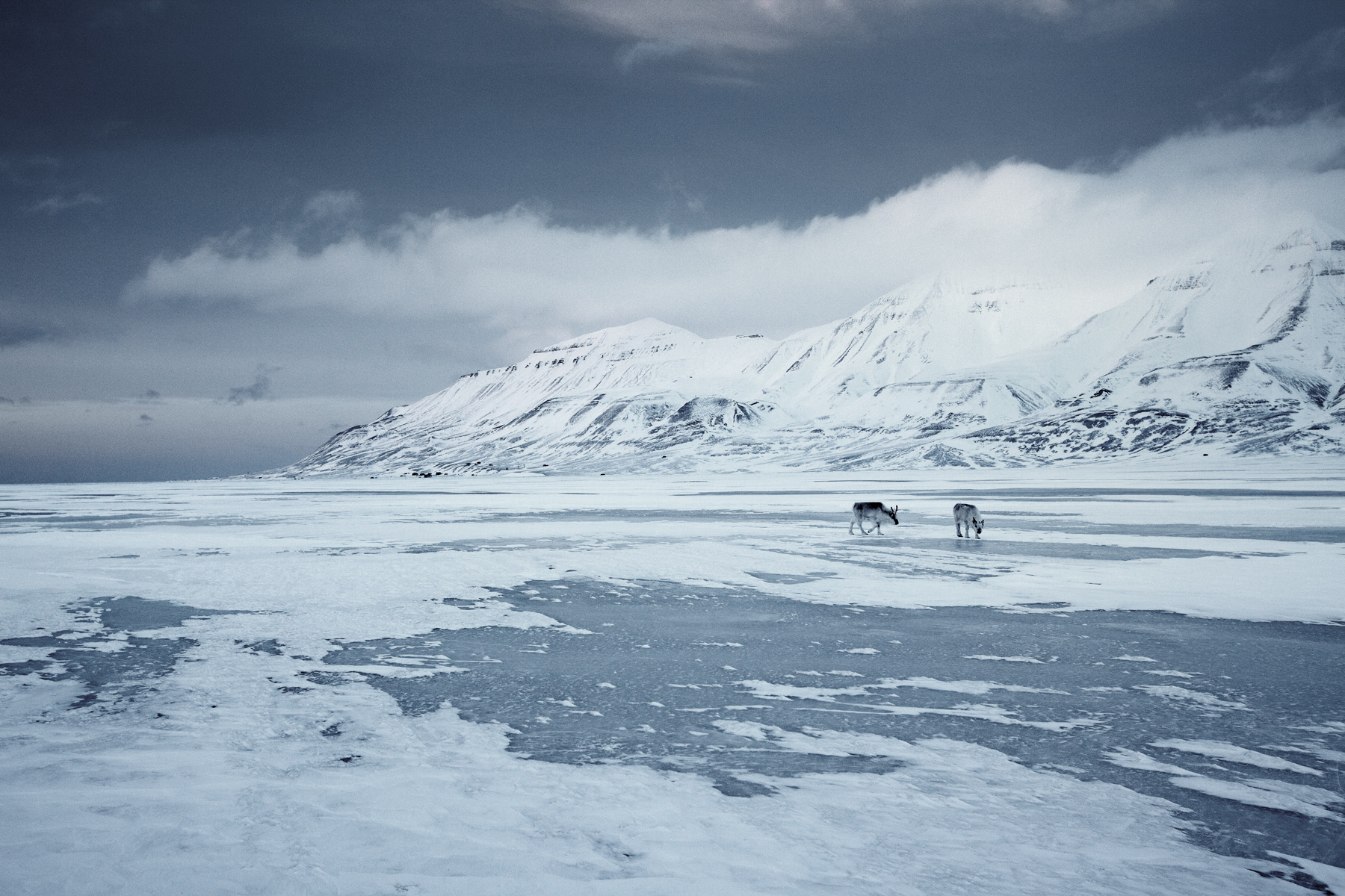 spitsbergen017.jpg